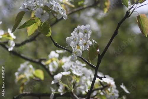 Common Pear Tree with White Flowers