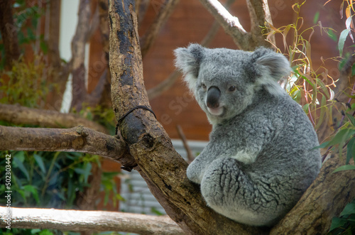 Fototapeta Naklejka Na Ścianę i Meble -  koala bear in tree