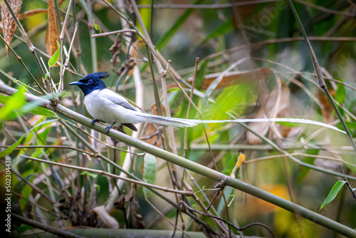 Asian Paradise Flycatcher-Male