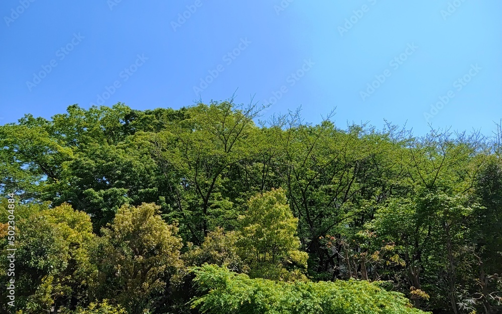 春の青空 春の青空