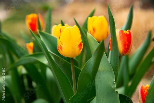Closeup Image of Pretty Colorful Red and Yellow Tulip Flowers Blooming in a Spring Garden #502305680