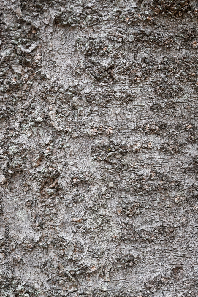 Obraz premium 樹皮