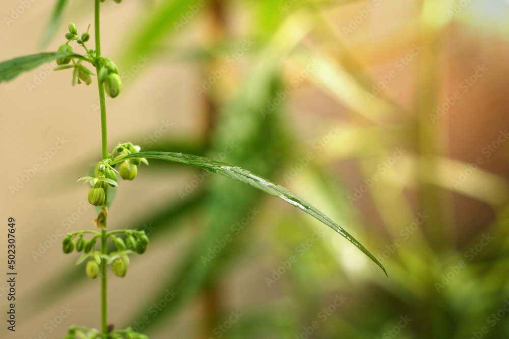 Cannabis leaves ,flower and seed  (Cannabis sativa indica) or  Marijuana, Ganja and  Indian Hemp with blurred dark background.Herb and medical concept.Sun ray in the morning.Have copy space.