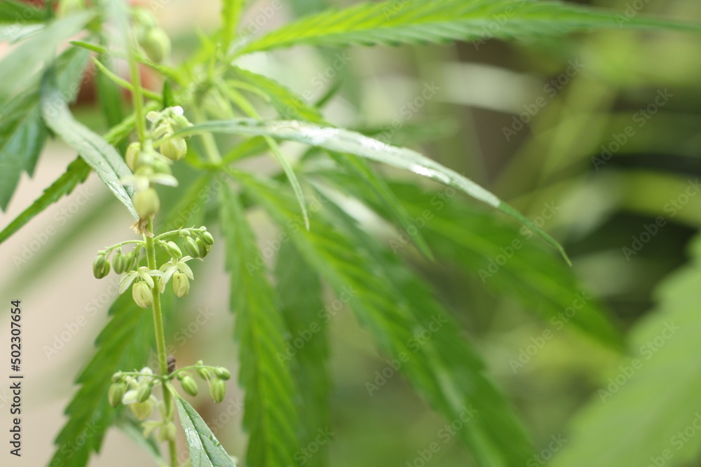 Cannabis leaves ,flower and seed (Cannabis sativa indica) or Marijuana, Ganja and Indian Hemp with blurred dark background.Herb and medical concept.Sun ray in the morning.Have copy space. Cannabis leaves ,flower and seed (Cannabis sativa indica) or Marijuana, Ganja and Indian Hemp with blurred dark background.Herb and medical concept.Sun ray in the morning.Have copy space.