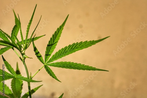 Tableau sur toile Cannabis leaves (Cannabis sativa indica) or Marijuana, Ganja and Indian Hemp in the garden