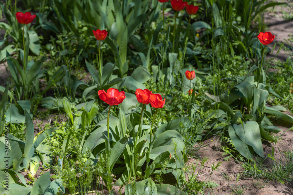 Red flowers in a flowerbed. Tulips in bloom. A sunny spring day. Red flowers in a flowerbed. Tulips in bloom. A sunny spring day.