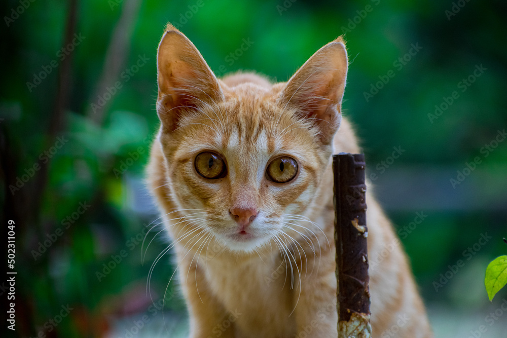 Fototapeta premium portrait of a cat