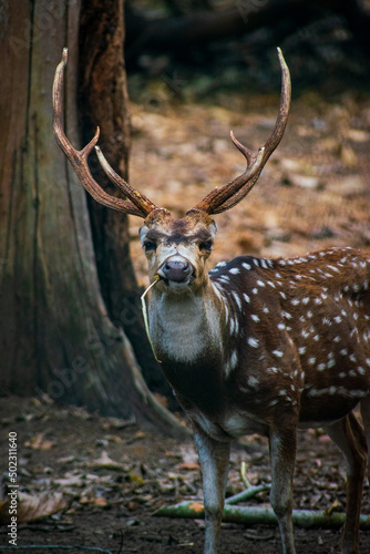 Fototapeta Naklejka Na Ścianę i Meble -  deer with antlers