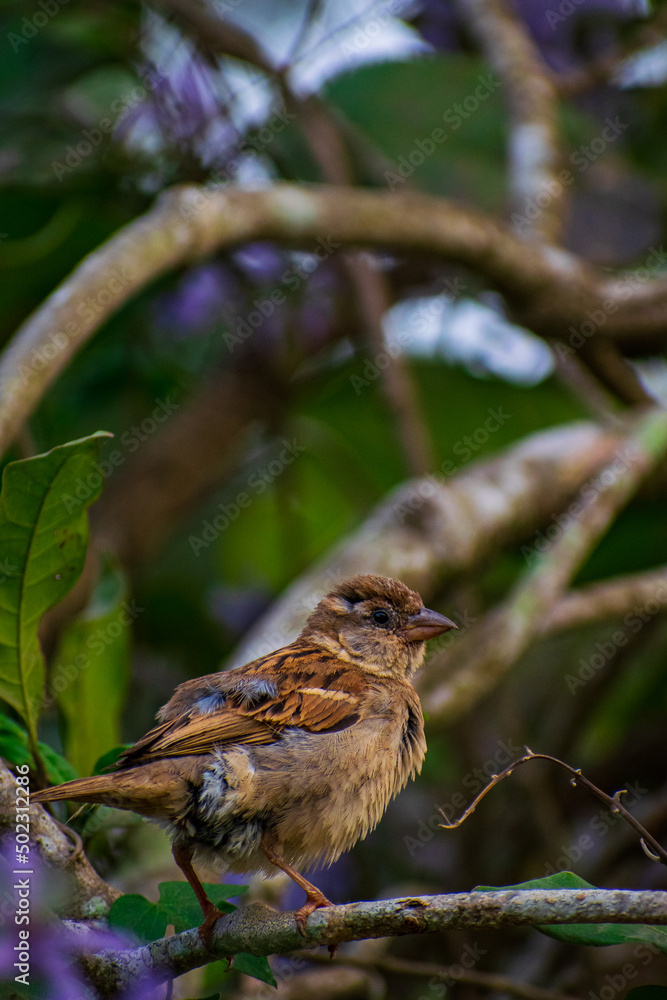 sparrow on a branch sparrow on a branch