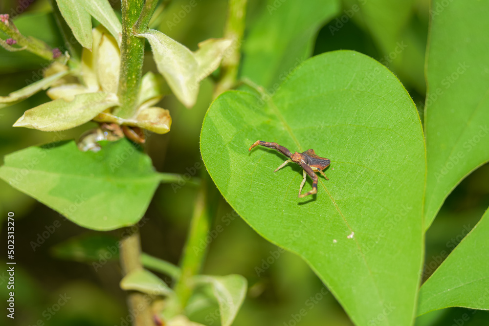 fly on leaf fly on leaf