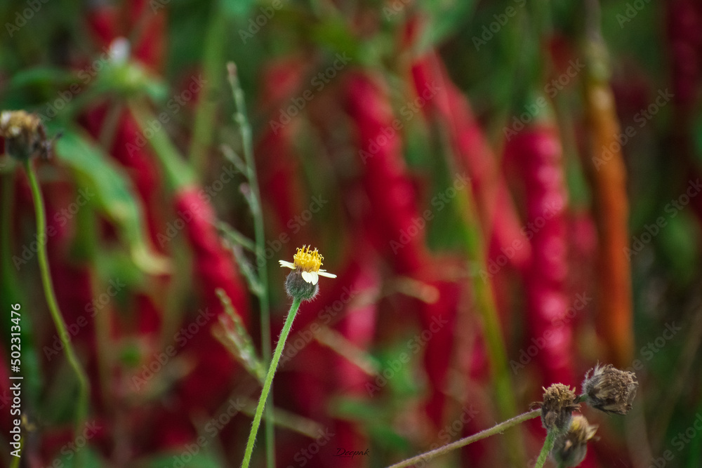bee on a flower bee on a flower