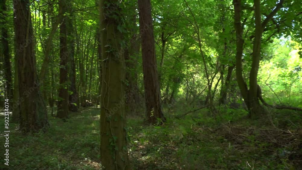 A deciduous forest, slow pan left, sunlight, dappled shade.
