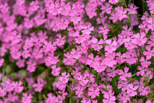 Pink flowers of the Silene pendula