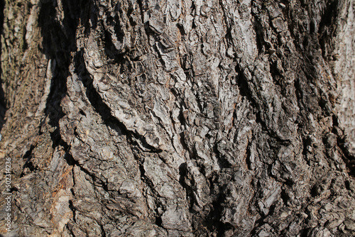 .Old tree bark.