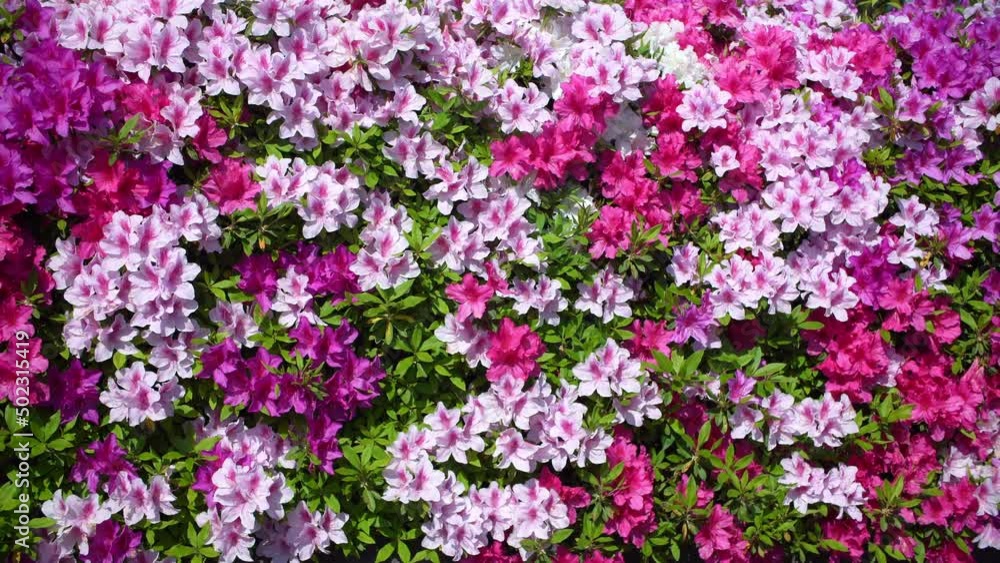 Tokyo, Japan - May 3, 2022: Beautiful azalea hedge in full bloom
Tokyo, Japan - May 3, 2022: Beautiful azalea hedge in full bloom