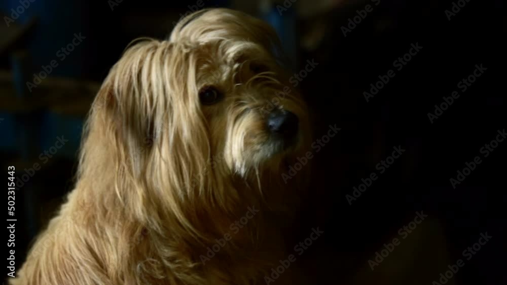 A cute shaggy dog looks towards camera under cinematic lighting. A cute shaggy dog looks towards camera under cinematic lighting.