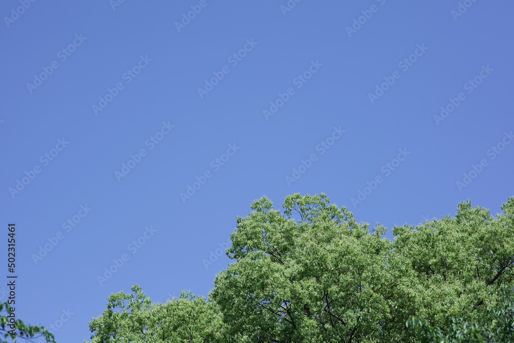 Obraz premium tree and sky