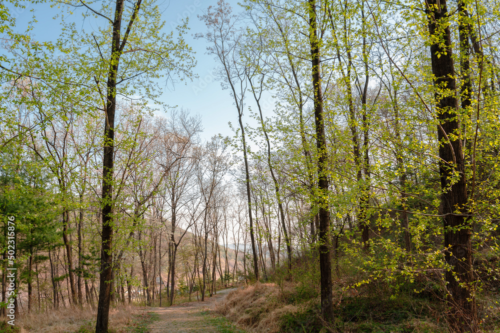 Fototapeta premium Green forest road at Sangdangsanseong Natural Recreational Forest in Cheongju, Korea