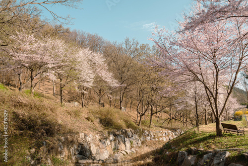 Cherry blossoms mountain at Sangdangsanseong Natural Recreational Forest in Cheongju  Korea