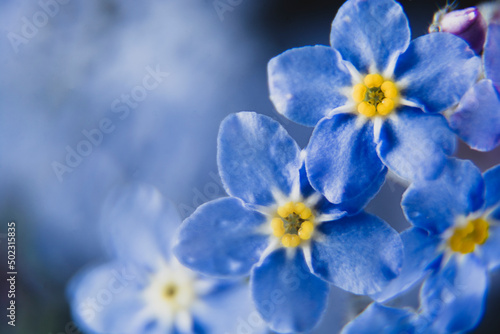 Little blue flowers Forget me not spring bouquet on dark background. Abstract floral background. Selective focus © Inga