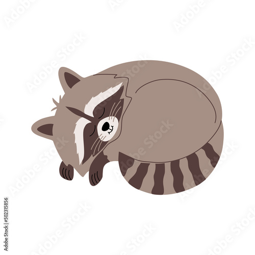 Cute slipping raccoon. Funny adorable animal. Hand drawn color vector illustration isolated on white background. Modern flat cartoon style.