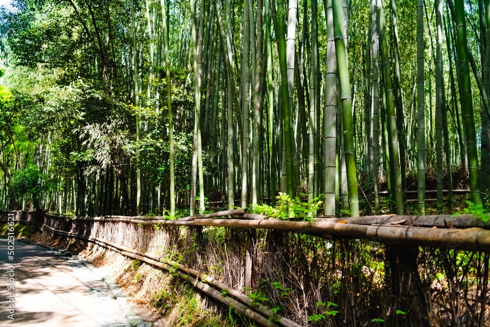 Obraz premium bamboo forest
