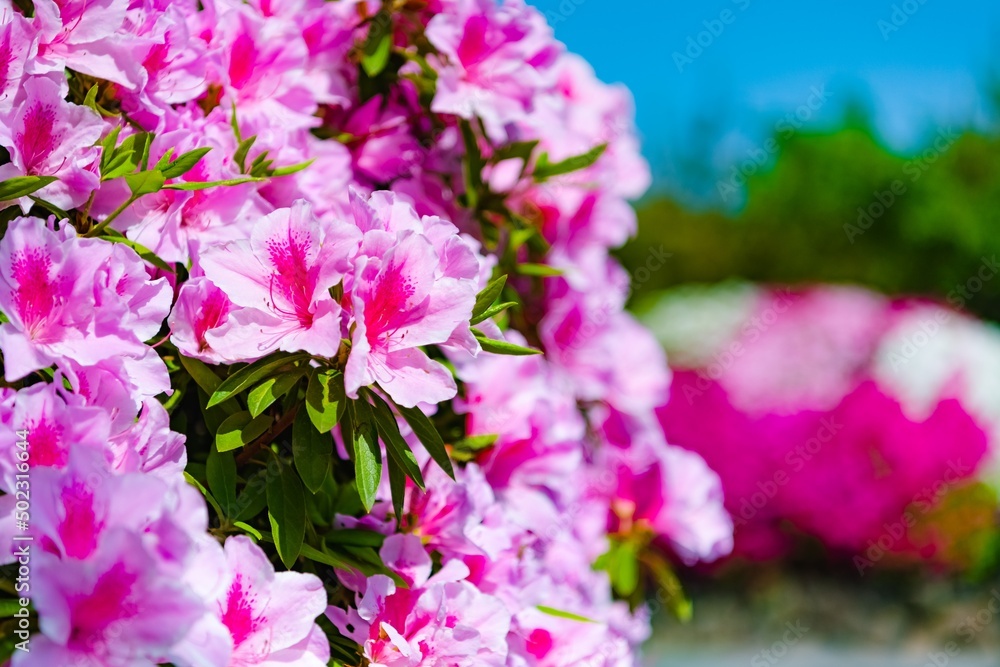 pink flowers