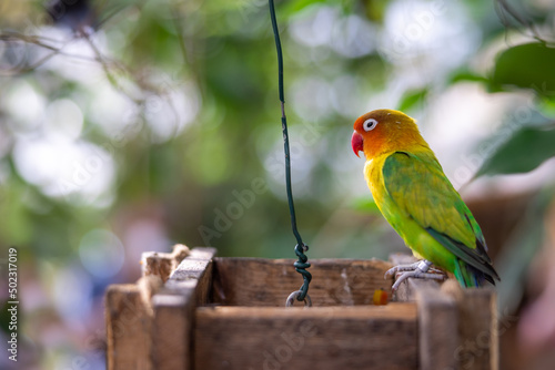 Closeup of a colorful lovebird parrot perched on a wooden box and surrounded by vegetation photo