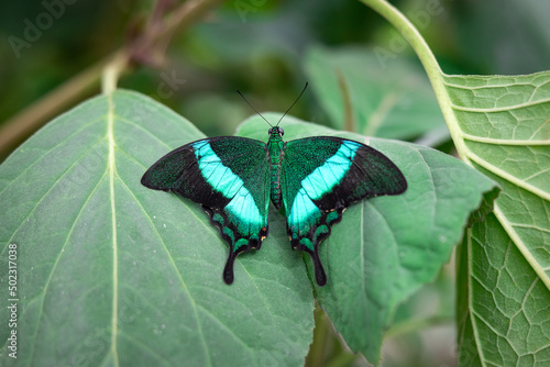 Wallpaper Mural Close up of a male Common Banded Peacock butterfly lying on green leaves with its wings spread Torontodigital.ca
