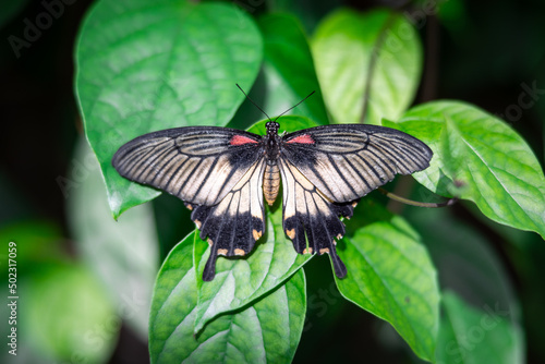 Wallpaper Mural Close up of a female Great Mormon butterfly lying on green leaves with its wings spread Torontodigital.ca