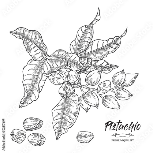 Pistachio plant. Hand drawn pistachio tree branch vector illustration. Leaves and nuts. Black and white sketch style