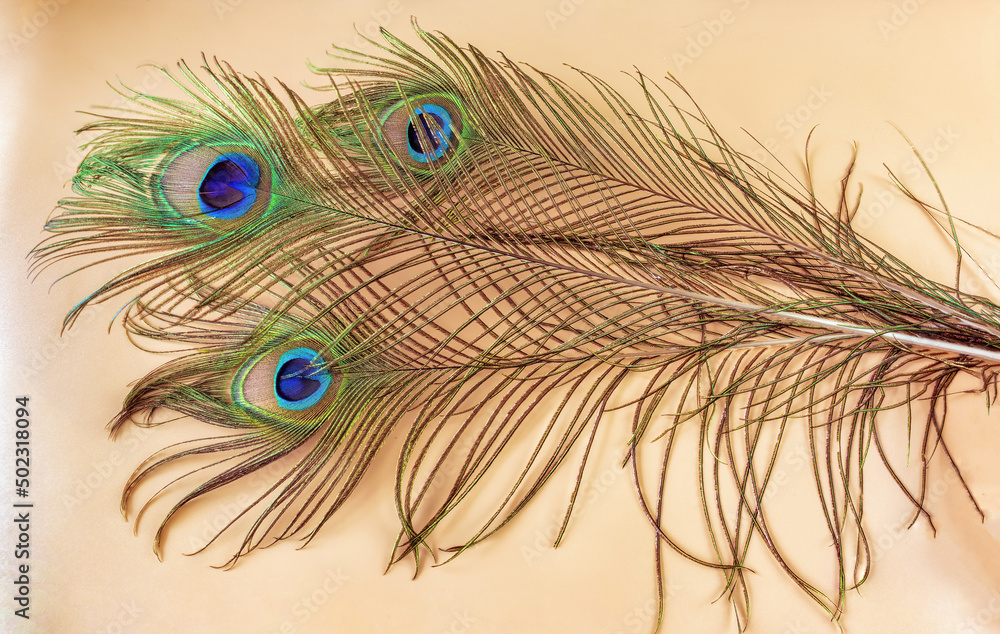 Obraz premium bird peacock feathers on a pink background