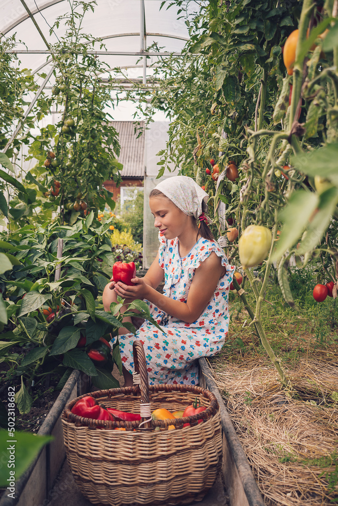 Fototapeta premium A girl in a summer dress and a kerchief is picking bulgarian pepper in a greenhouse on a summer day.Summer and harvest concept.