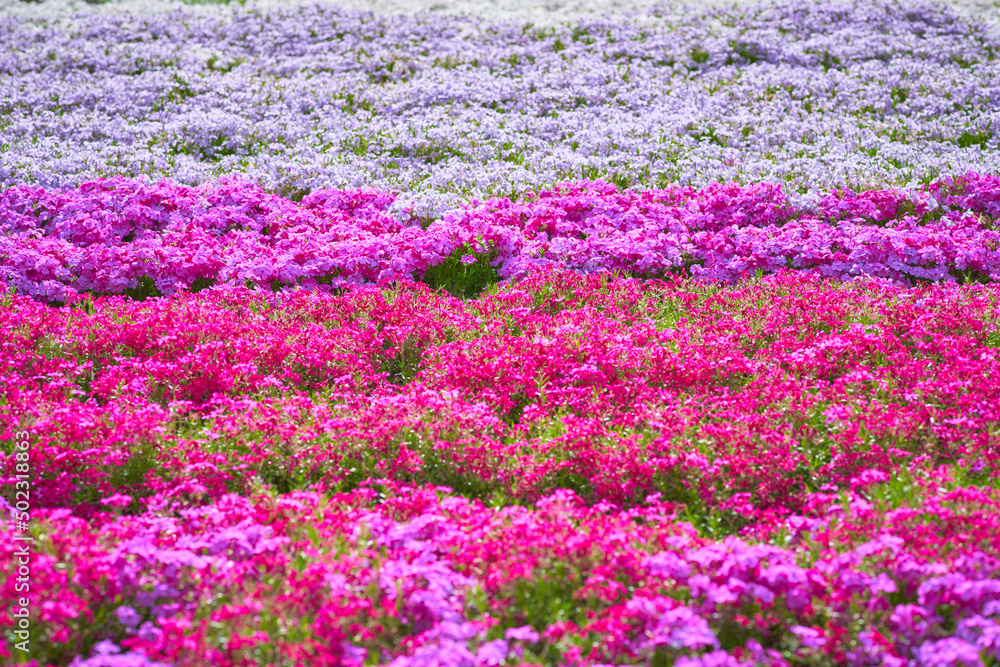 芝桜 芝桜