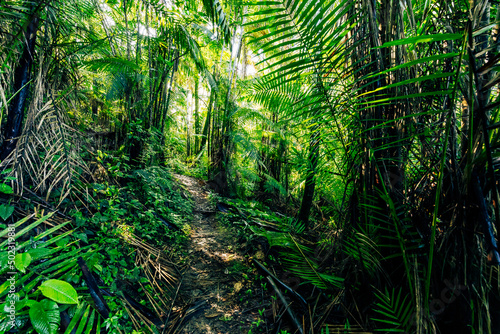 Ecuador Rainforest. Green nature hiking trail path in tropical jungle. Mindo Valley - Nambillo Cloud Forest, Ecuador, Andes. South America. photo