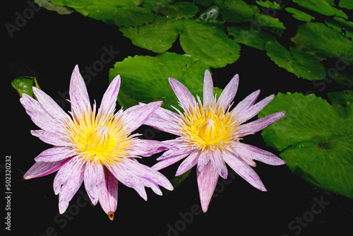 blooming lily lotus flower in pond