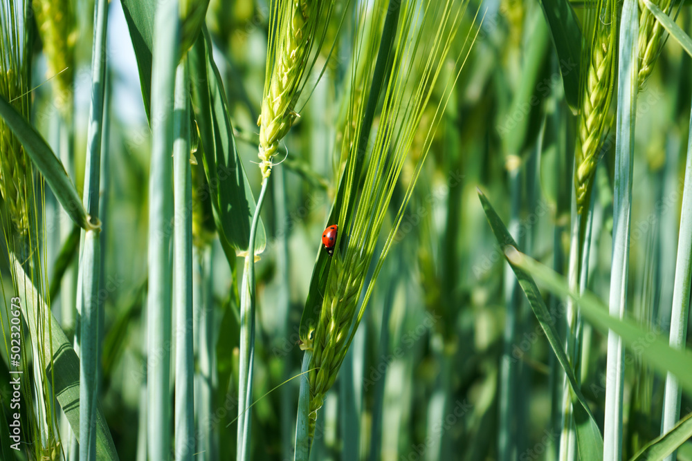  close-up of juicy fresh ears of young green wheat and ladybug on nature in spring summer field                               
