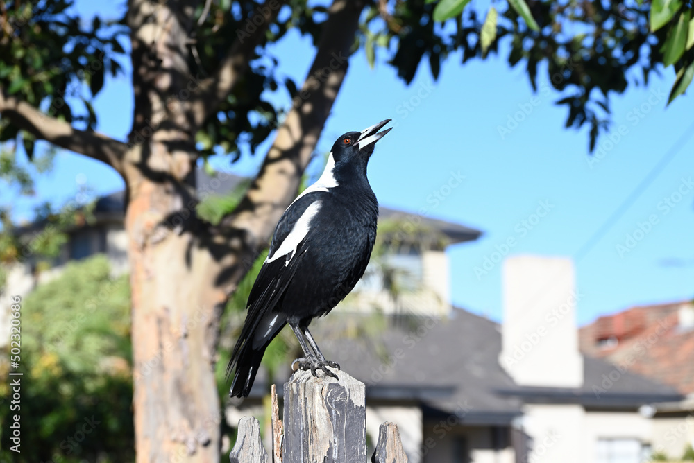Obraz premium Australian magpie singing while perched atop a decaying wooden fence post, with a tree and suburban home in the background
