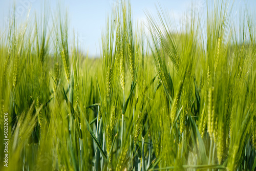 close-up of juicy fresh ears of young green wheat in spring summer field 