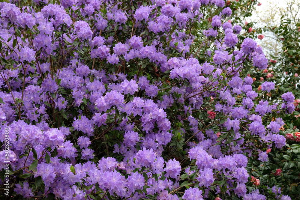 Obraz premium Pretty Blue Rhododendron in flower
