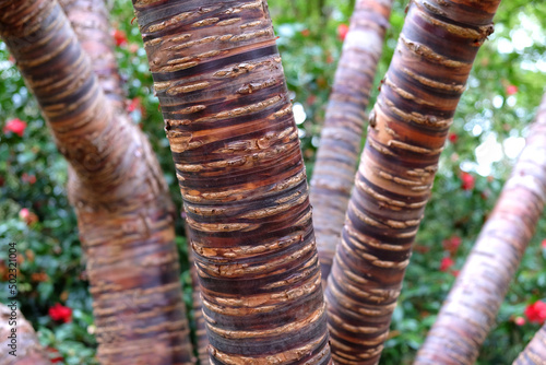 Striped Bark of Prunus serial x serrulata Tree, or the Japanese and Tibetan Cherry. photo