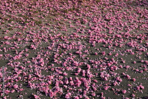 FU 2020-04-16 Kirsch 134 Am Kirschbaum wachsen rosa Blüten