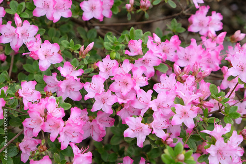 Pink Rhododendron 'komo-kulshan' in flower