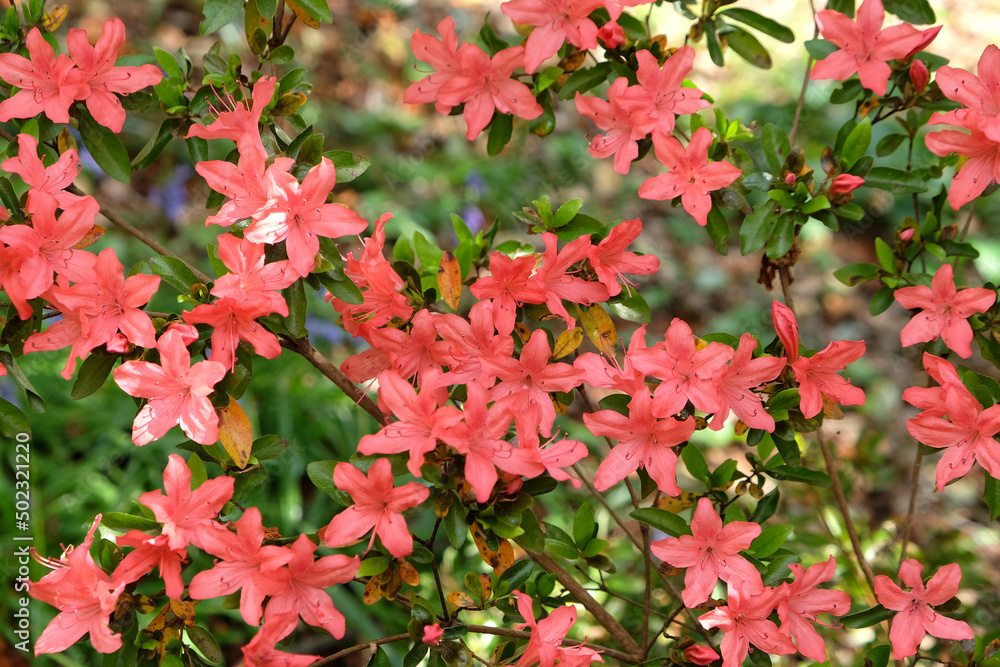 Orange Rhododendron 'Tama no utena' in flower Orange Rhododendron 'Tama no utena' in flower