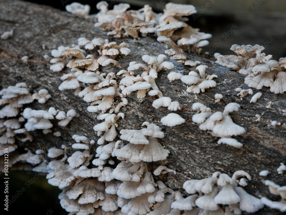close-up of mushrooms growing on tree trunk close-up of mushrooms growing on tree trunk
