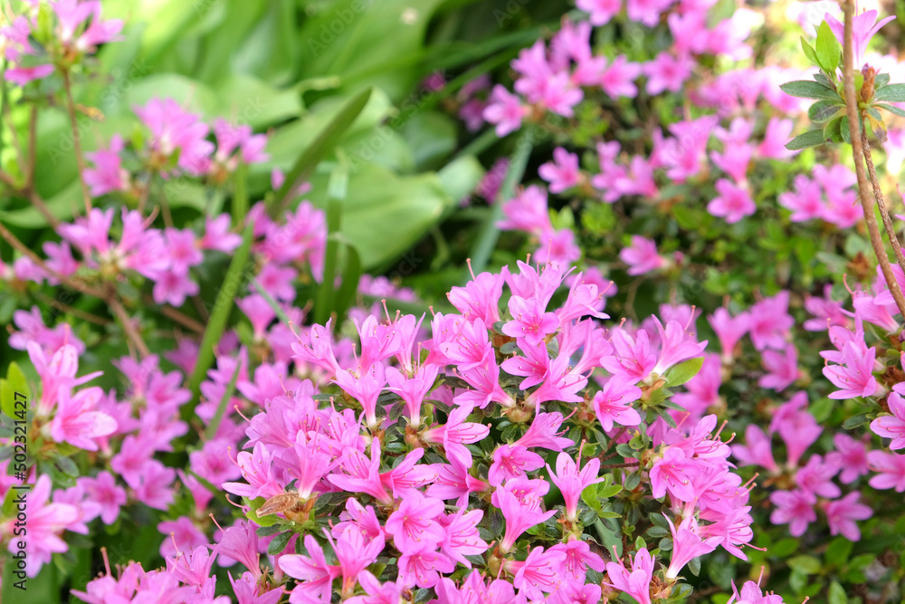 Pink Rhododendron ‘Kiritsubo Kurume’ in flower