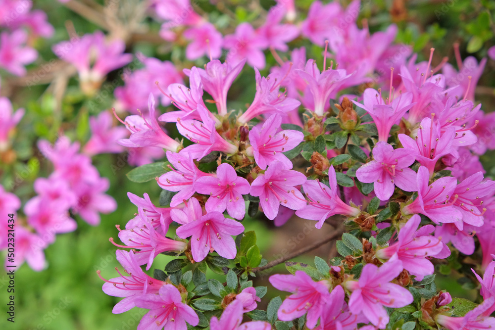 Fototapeta premium Pink Rhododendron ‘Kiritsubo Kurume’ in flower