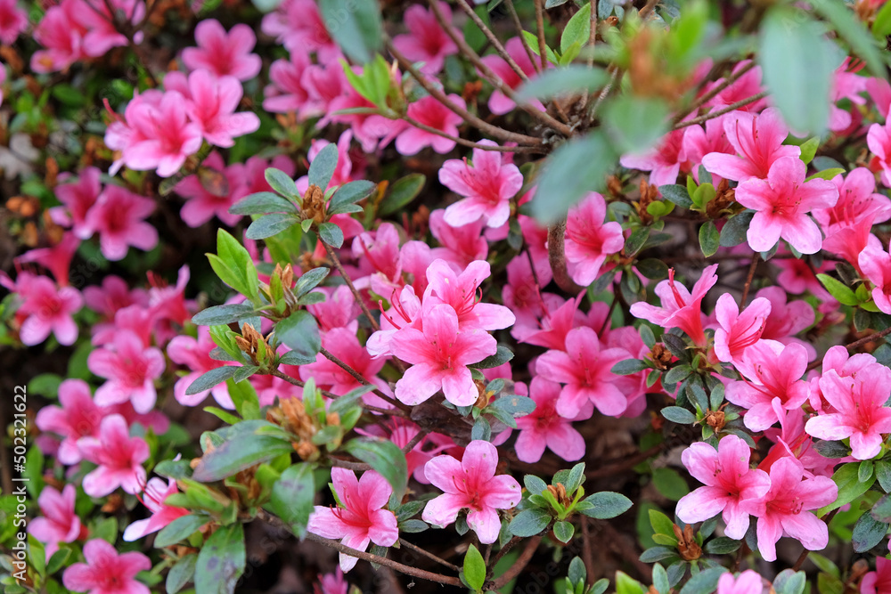 Pink Rhododendron ÔSilvesterÕ in flower Pink Rhododendron ÔSilvesterÕ in flower