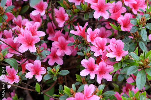 Pink Rhododendron  Silvester  in flower