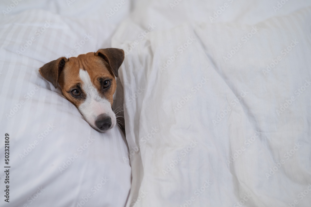 Jack Russell Terrier dog lies in bed under the covers. The pet sleeps in the bedroom. Jack Russell Terrier dog lies in bed under the covers. The pet sleeps in the bedroom.